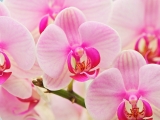 Hybrid Orchids