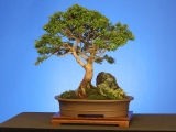Kingsville Boxwood _ 50 Years Old