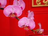 Ornate Orchids