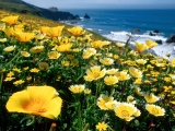 Yellow Poppies, California Coast