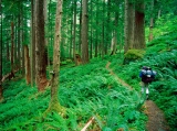 Hoh Rainforest Hike, Olympic National Park, Washington