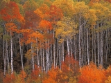 Colorful Aspens