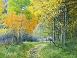 Aspen Forest, Eastern Sierra, California