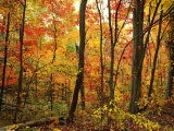 Crimson Forest, Appalachian Mountains, North Carolina