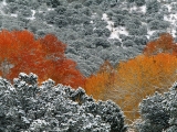 First Snow Fall, Aspen Trees