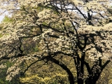 Flowering Dogwood in Spring, Kentucky