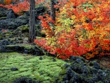 McKenzie Lava Fields, Willamette National Forest, Oregon