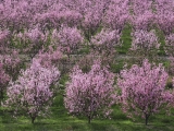 Peach Tree Orchard in Full Bloom, Lancaster, California