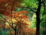Shadbush, Hennepin Canyon, Starved Rock State Park, Illinois