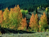 Mining Cabin Near Molas Pass, San Juan Mountains, Colorado
