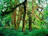 Hoh Rain Forest, Olympic National Park, Washington