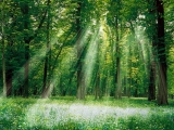 Magical Forest