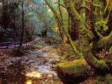 Emerald Forest