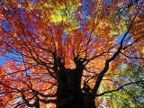 Red Maple in Autumn, West Virginia