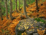 Field of Ferns, Rocky Mountain National Park, Colorado