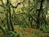 Moss Covered Maple Trees, Mount Rainier National Park, Washington