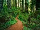 Redwood National Park, California