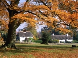 New Forest, Hampshire, England