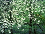 Dogwood Trees in Bloom, Great Smoky Mountains National Park, Tennessee
