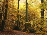 Burnham Beeches, Bucks, England