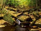 Allegheny State Park in Fall, New York