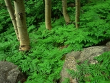 Ferns and Aspens, Rocky Mountain National Park, Colorado