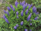 Royal Bloom