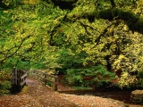 Going Home, Silver Falls State Park, Oregon