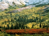 Fall Tundra, Denali National Park, Alaska