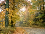 Crisp Autumn Afternoon, Vermont