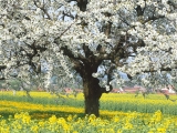 Rape Field With Blooming Cherry Tree, Germany