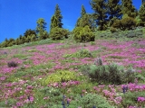 Springtime, Sierra Nevada Foothills, California