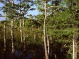 Dwarf Cypress Forest, Everglades National Park, Florida
