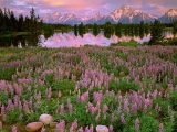 Sunrise Light Along Pilgrim Creek, Grand Teton National Park, Wyoming