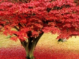 Maple Tree, Lake District, Cumbria, England