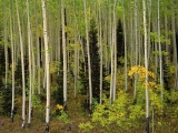 Aspen Grove, Uncompahgre National Forest, Colorado