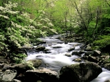 Middle Prong River and Dogwoods, Great Smoky Mountains, Tennessee