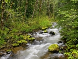 Still Creek, Mount Hood National Forest, Oregon