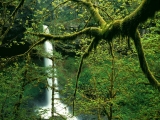 Moss-Covered Trees Near North Falls, Silver Falls State Park, Oregon