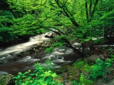 Tremont, Great Smoky Mountains National Park, Tennessee