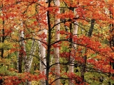 Arrowhead Provincial Park, Ontario, Canada