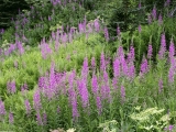 Field of Fireweed, Alaska