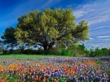 Live Oak Among Texas Paintbrush and Bluebonnets, Texas