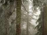 Ice-Covered Trees in Fog, Mount Baker-Snoqualmie National Forest, Washington