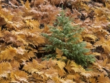 Young Fir Tree and Ferns in Autumn, Mount Rainier National Park, Washington