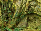 Quinault Rainforest, Olympic National Park, Washington
