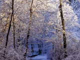 Morning Light Falls on the Forest Trail, Nashville, Tennessee