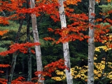 Fall Color, White Mountain National Forest, New Hampshire