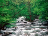 Little Pigeon River, Great Smoky Mountains, Tennessee