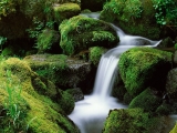 Watson Creek, Umpqua National Forest, Oregon